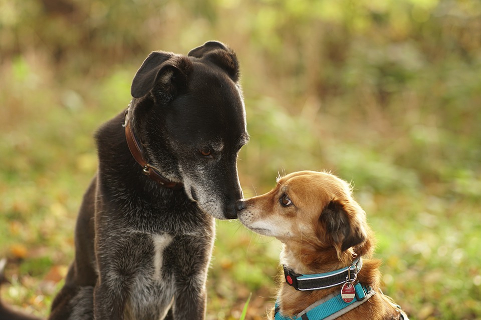 Científicos revelan que los perros pueden usar sus narices para oler y para «ver»