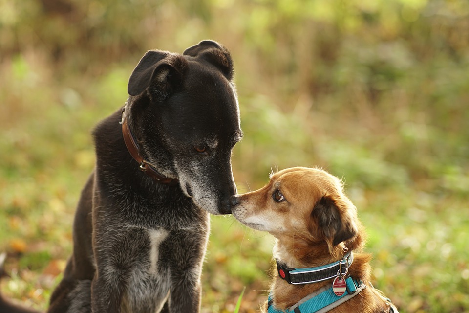 Perros-narices