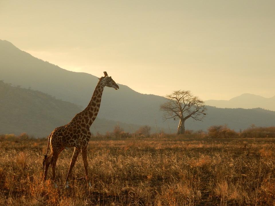Tanzania-jirafas