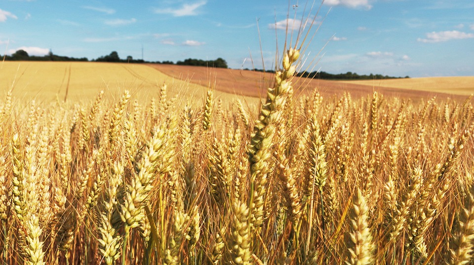 India aplicará restricciones a la exportación de harina y cereales de trigo