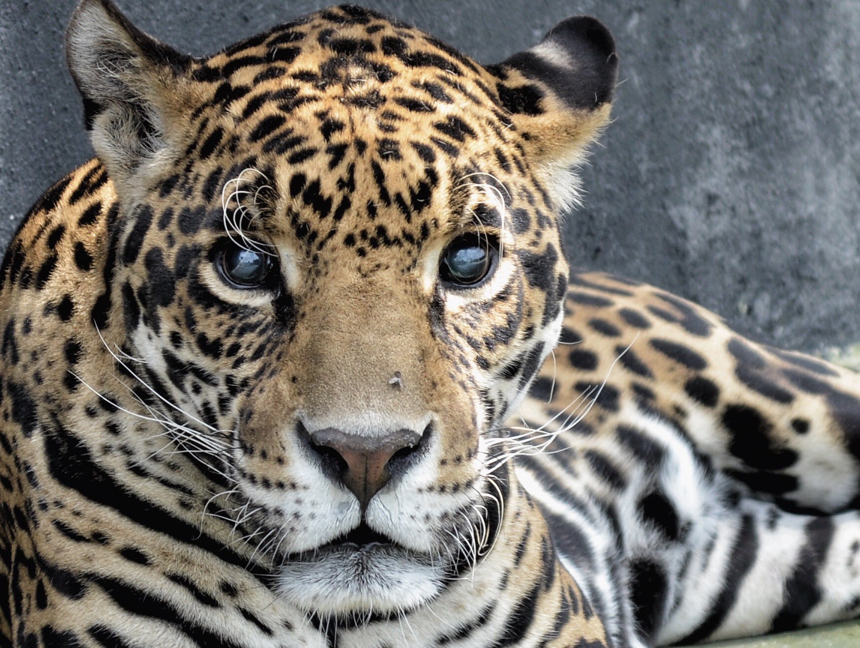 Africam Safari rescata a 12 felinos del Black Jaguar White Tiger
