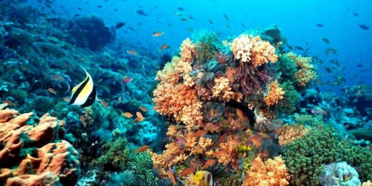 El 50% de los corales del caribe mexicano están enfermos