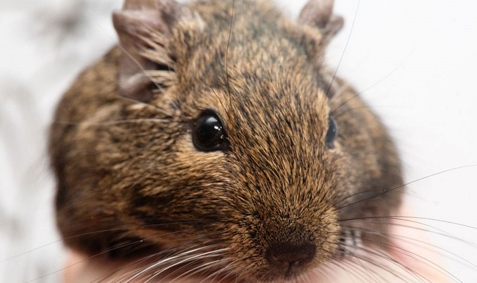 Especies endémicas de roedores amenazadas en medio de proyecto fotovoltaico en Limache