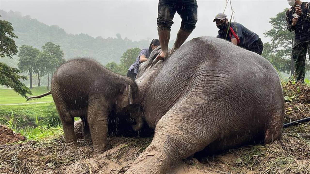 Rescatan a dos elefantes en Tailandia; madre y cría son liberadas de una zanja