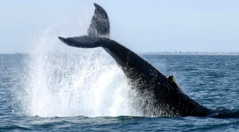 Se crea Parque Marino en el Golfo Corcovado