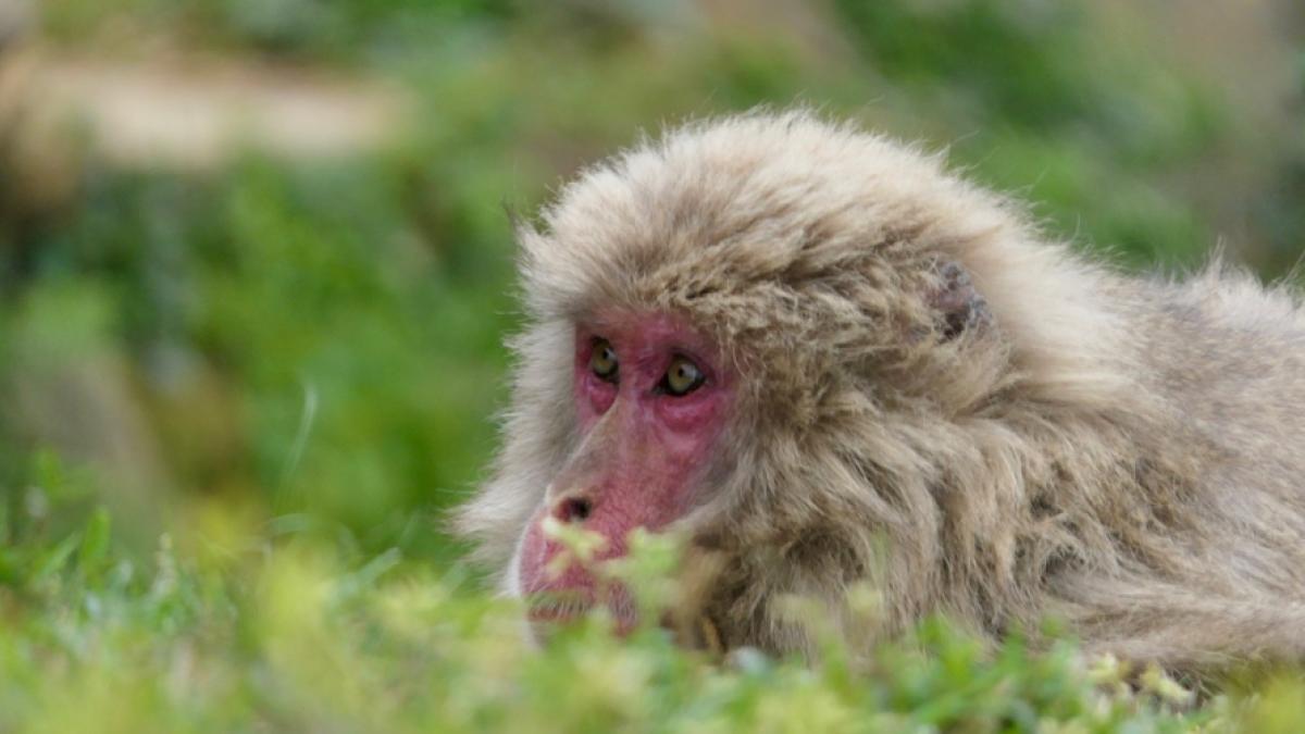 Matan a miembro de la banda de macacos que aterrorizó a un pueblo en Japón