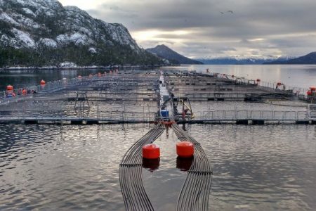 SMA por revocación de permisos a Nova Austral:  «El impacto ambiental e infracciones son muy grandes, son los primeros casos que sancionamos por sobreproducción»