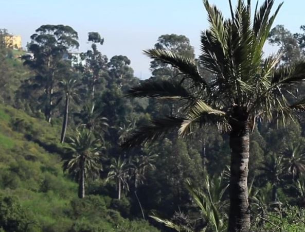 Corte de Valparaíso ordena restablecer cualidad de área verde de Quebrada Cabritería