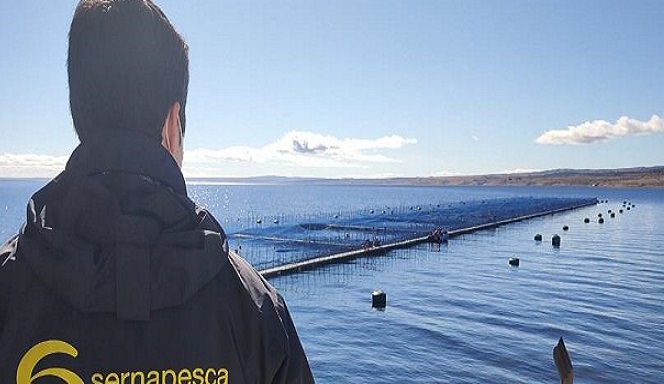 Informe da cuenta de reiterados incumplimientos de la industria salmonera en Magallanes