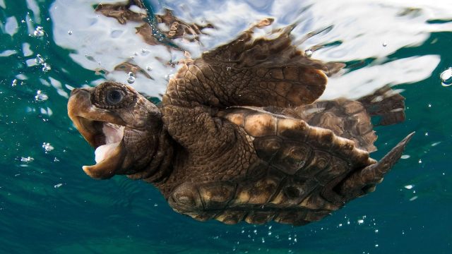 Tortugas: ¿Cuál es el secreto de su longevidad?