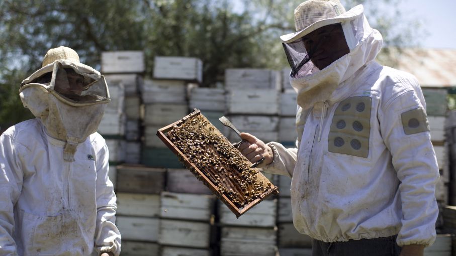 Apicultores protestan en Santiago: «Se están muriendo las abejas, no hay bosques en el Sur»