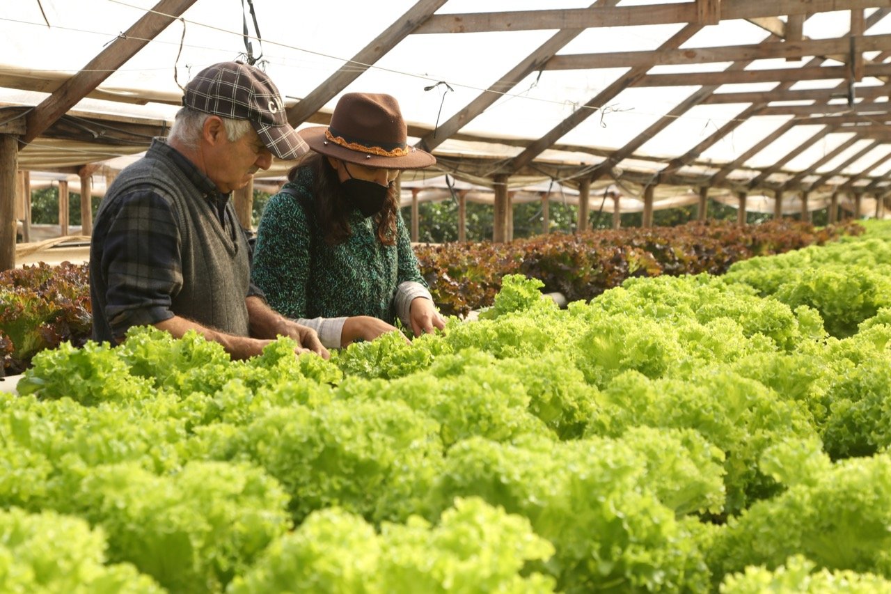 Agricultor de Limache desarrolló innovador cultivo hidropónico con paneles solares para hacer frente a la crisis hídrica