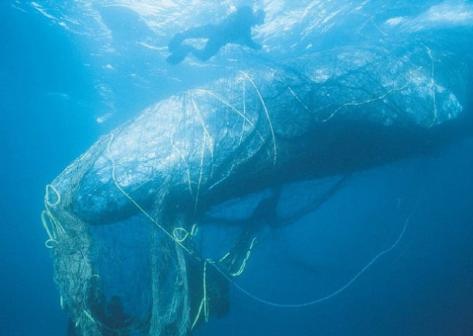 El mortífero asedio de la industria salmonera a ballenas en el sur de Chile