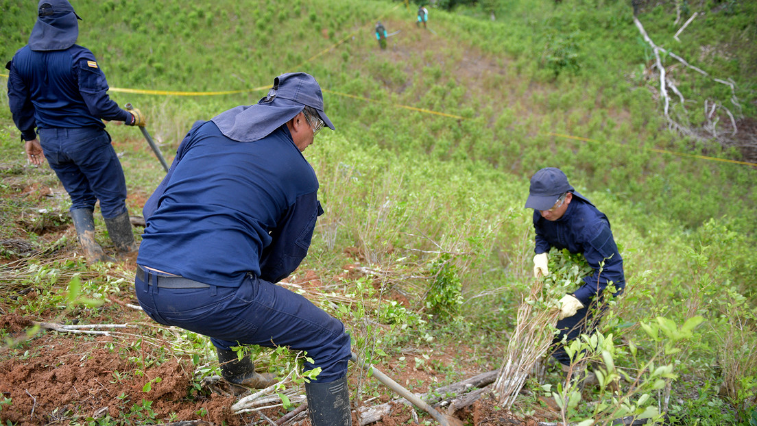 Policía de Colombia informó que suspendieron la erradicación forzada de los cultivos de coca