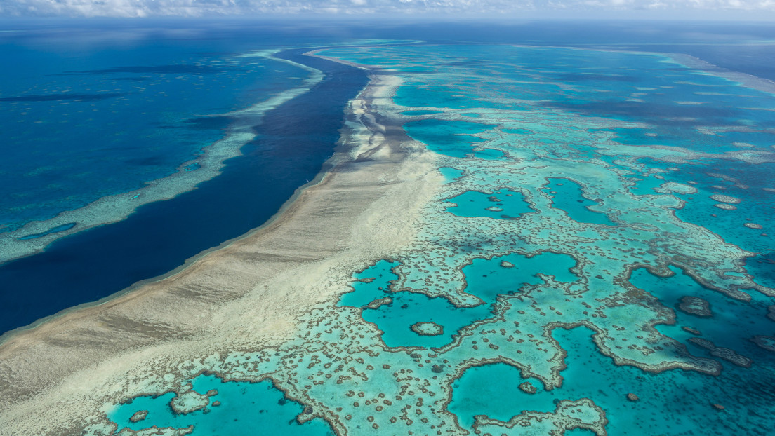 Cobertura de los corales de la Gran Barrera australiana alcanza niveles récord en 36 años