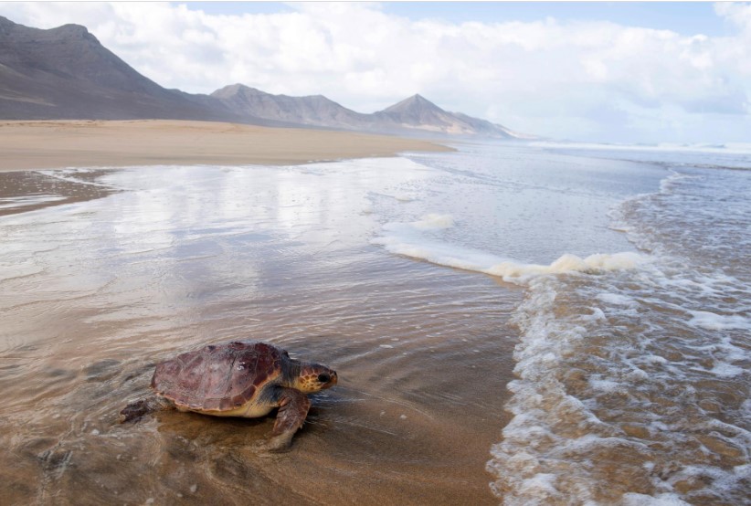 Un nuevo proyecto pide ayuda ciudadana para el seguimiento de tortugas marinas