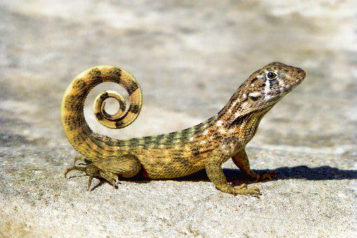 Revelan que el calentamiento global hace que los lagartos nazcan «envejecidos»