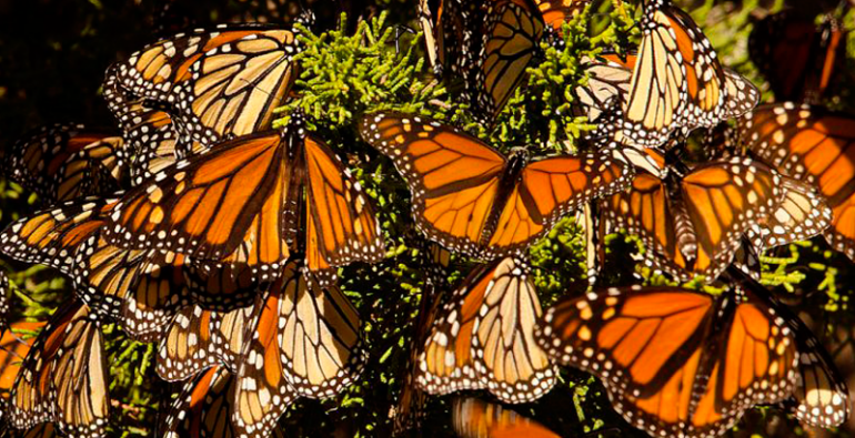 Peligra migración de mariposa monarca por cambios climáticos