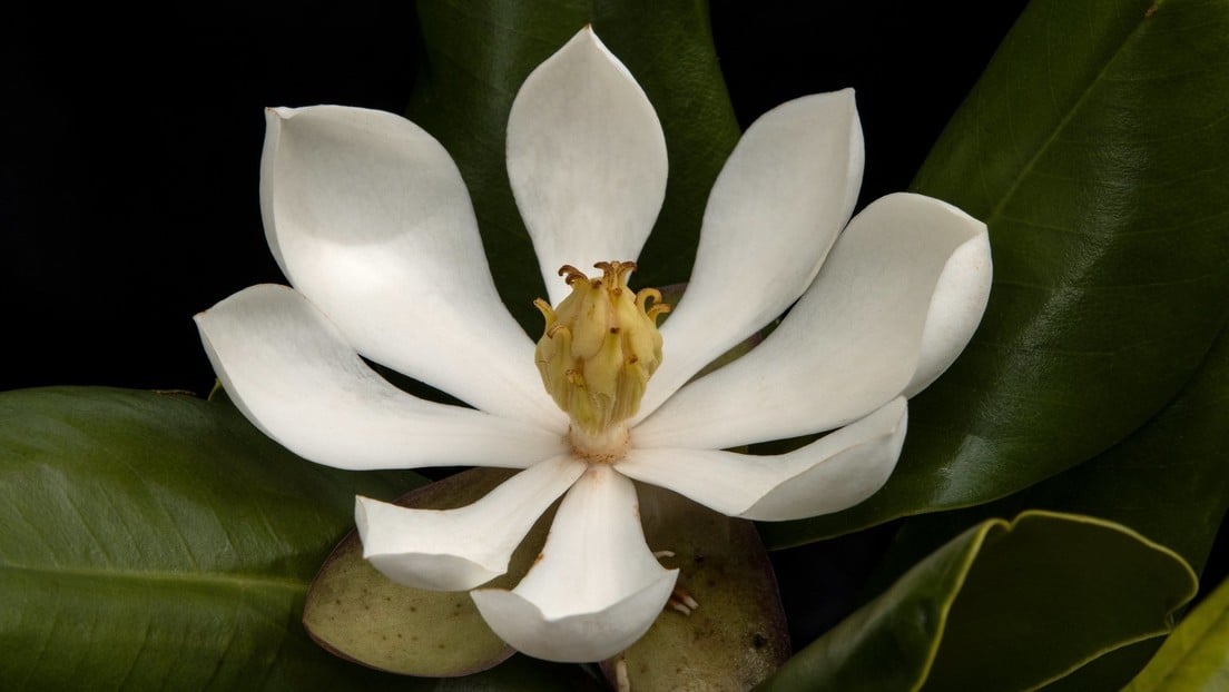 Magnolia-Haití