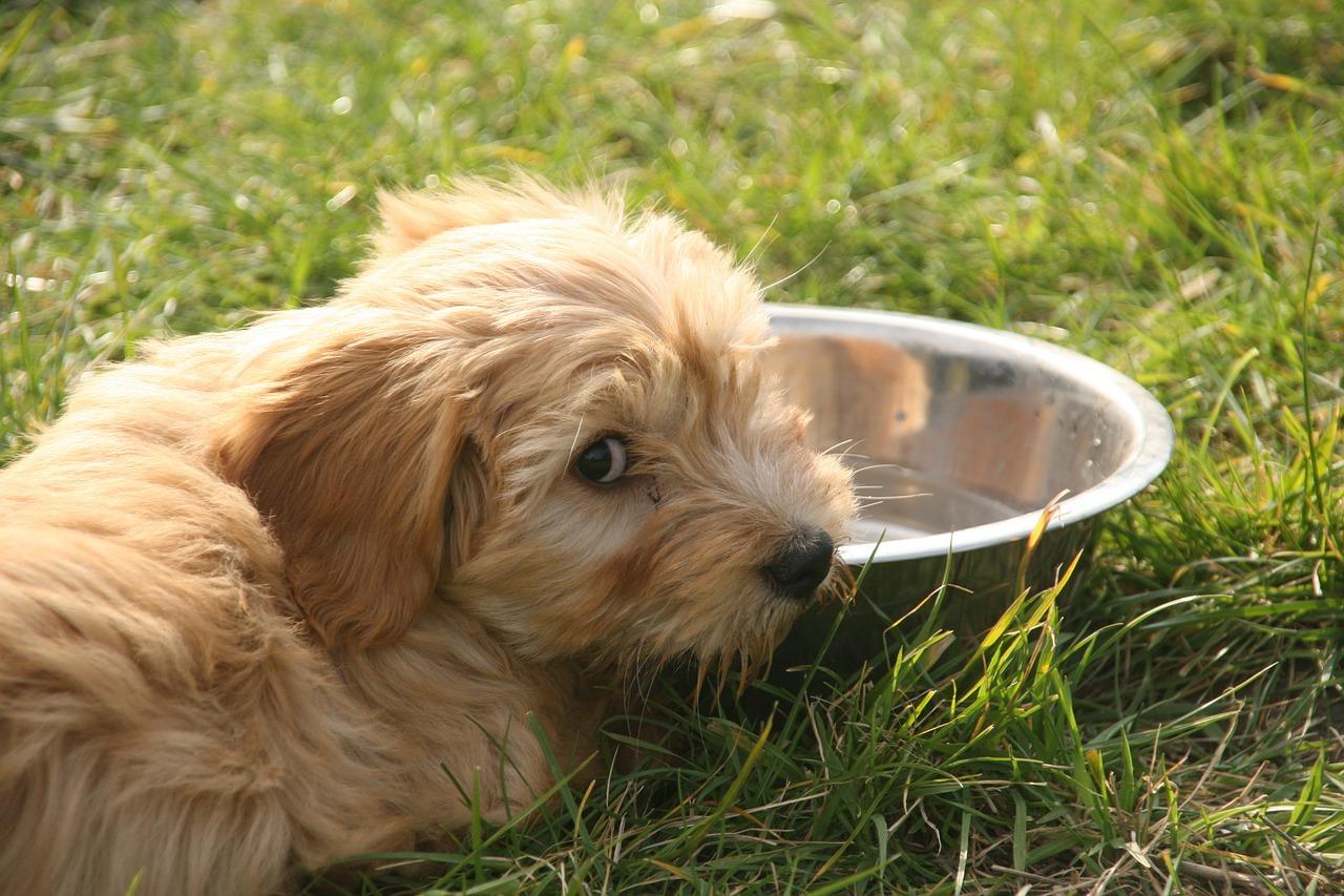 Un virus desconocido está matando decenas de perros en EE. UU.