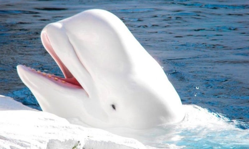 Muere ballena beluga durante intento de rescate en el río Sena