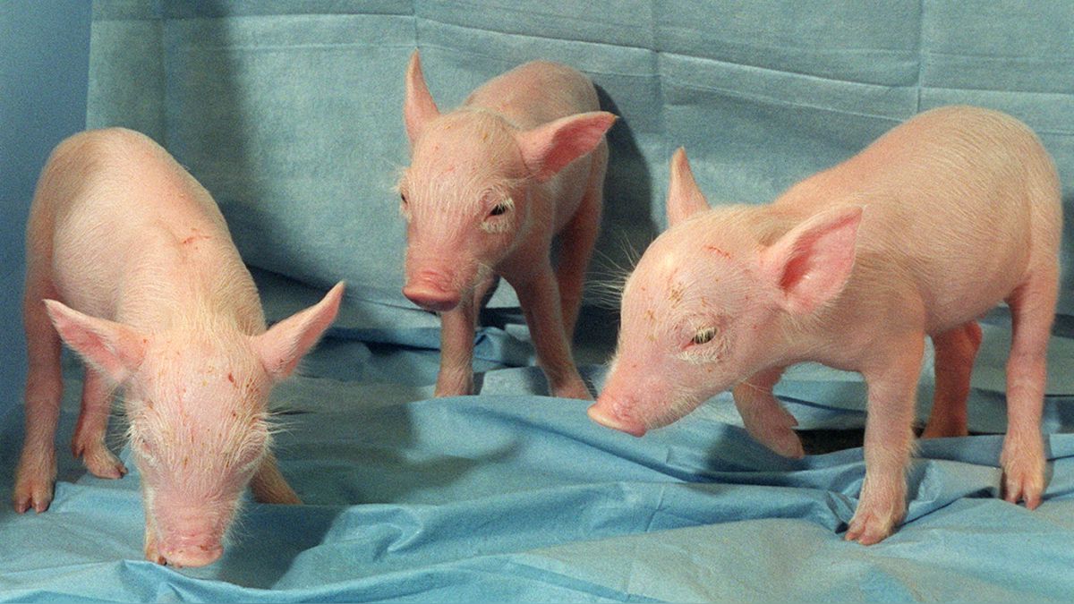 Científicos «reviven» órganos de cerdos muertos