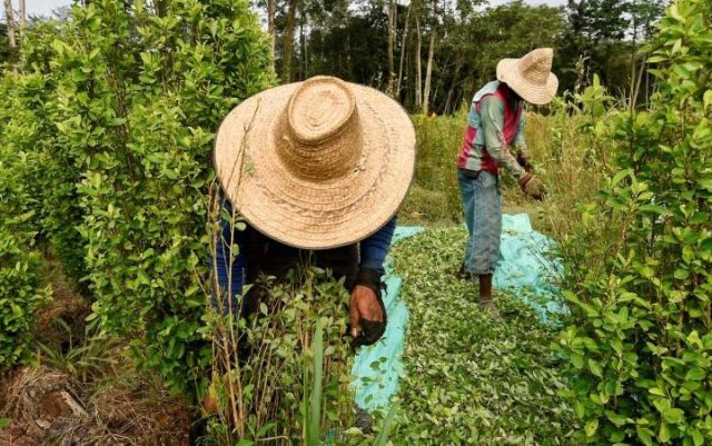 Propone Petro primera asamblea de cocaleros  en el Catatumbo