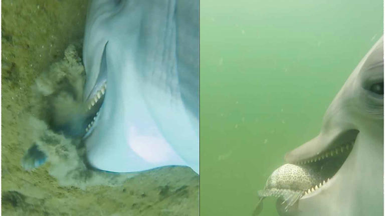 Colocaron cámaras en delfines entrenados por la Marina de EEUU: Imágenes y videos revelan cómo se comunican, capturan y succionan a sus presas