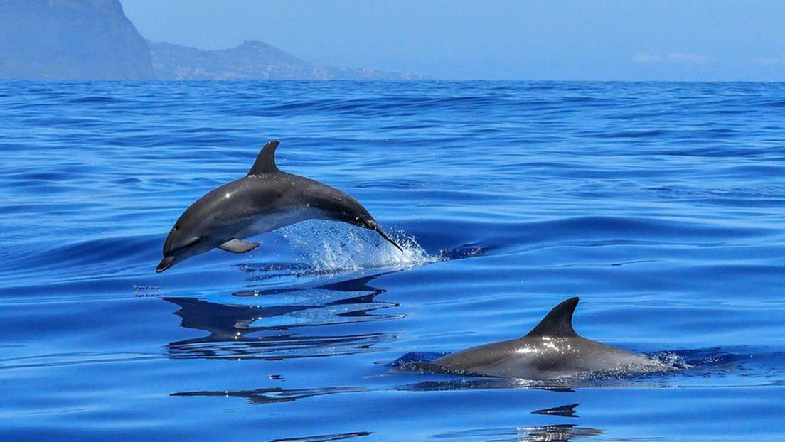 Delfines atacan al menos a seis bañistas en Japón