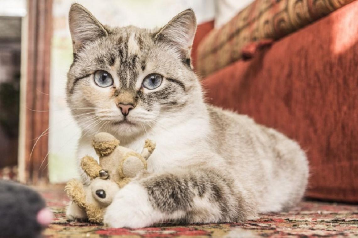 Día Internacional del Gato: ¿Por qué se celebra el 8 de agosto?