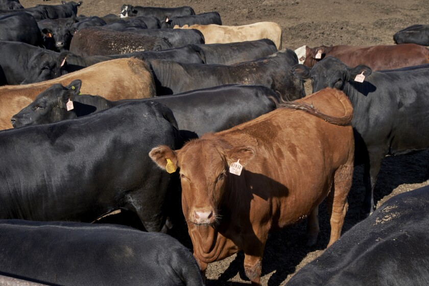 Sequía obliga a una matanza masiva de ganado en EE. UU.