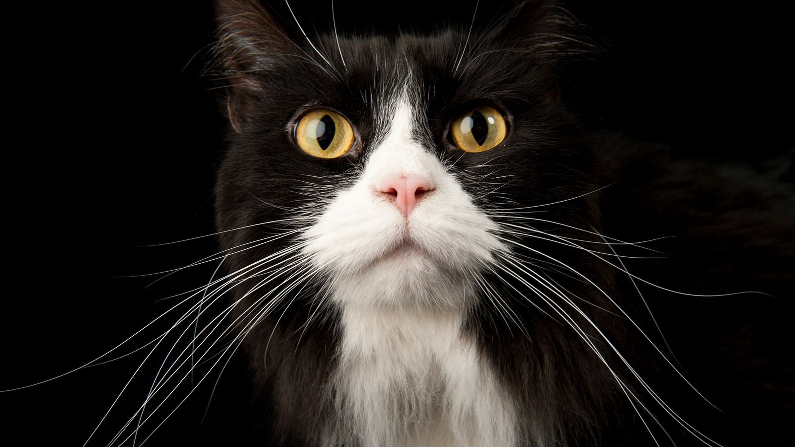 Tiktoker es denunciado por maltrato animal por presuntamente haber drogado a su gato