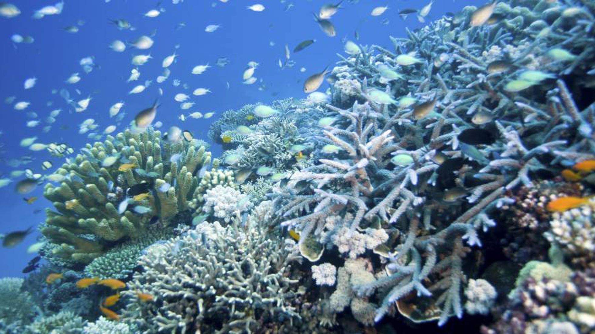 Gran Barrera de Coral se recupera a niveles récord aunque continúa estando amenazada