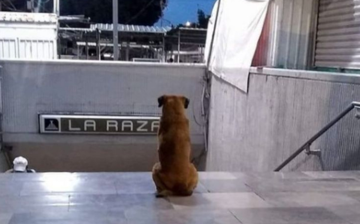«Hachiko» de La Raza, el perrito que espera a su dueña afuera del metro de CDMX