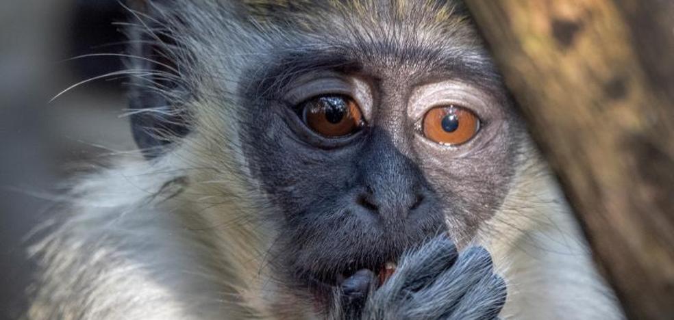 OMS hace un llamado a no matar a los animales por la viruela del mono