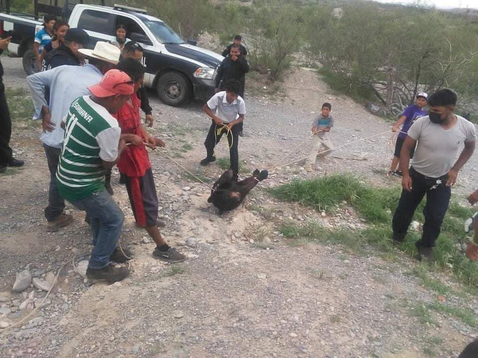 Torturan a oso negro en Coahuila, fiscalía abre carpeta de investigación