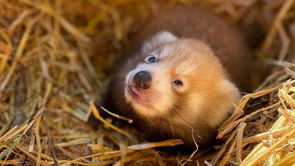 Celebran nacimiento de un panda rojo que se encuentra en peligro de extinción