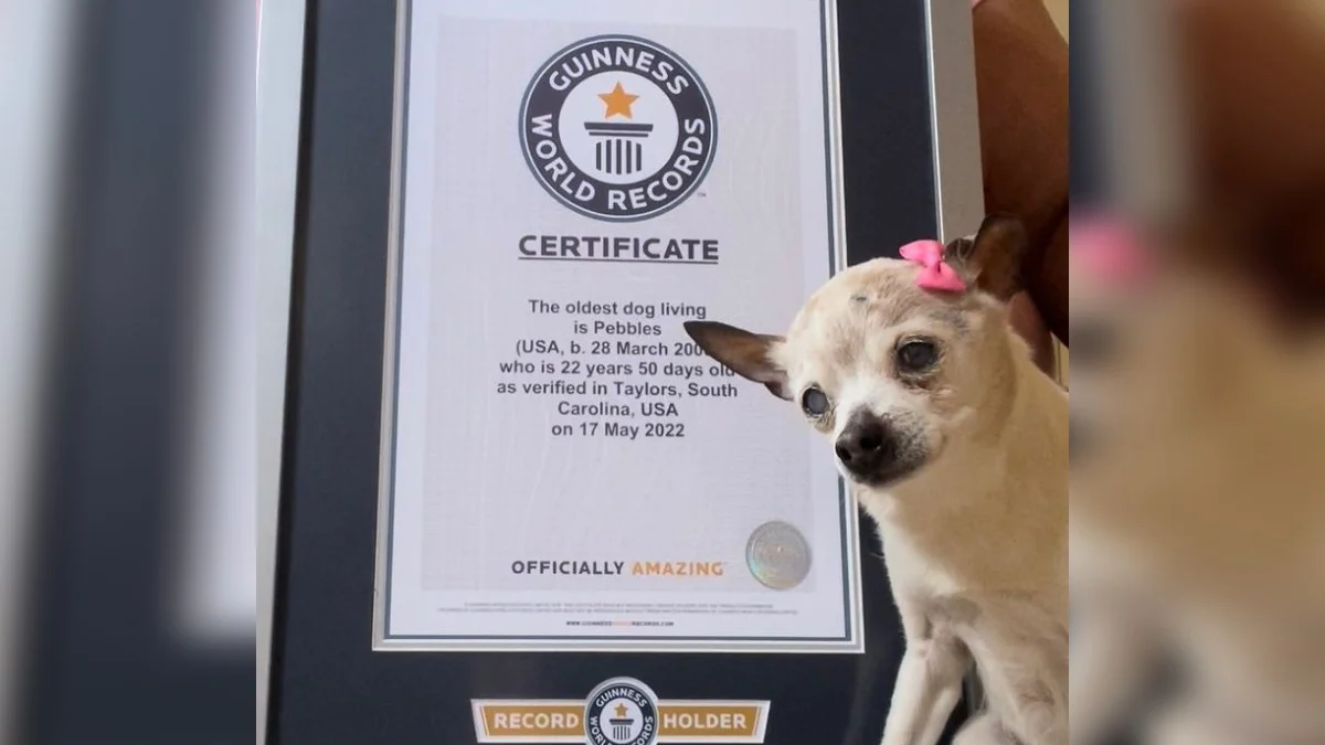 «Pebbles» recibe el récord Guinness al perro más longevo del mundo; tiene 22 años