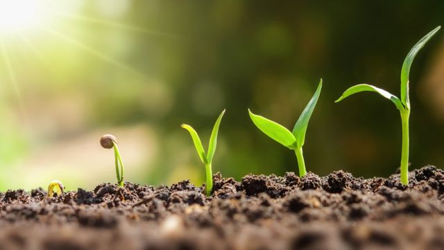 Crecer bajo tierra, una de las estrategias de las plantas para sobrevivir al fuego