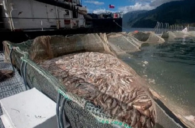 Empresa pretende ampliar al doble producción de salmones en Isla Caguach (Chiloé)