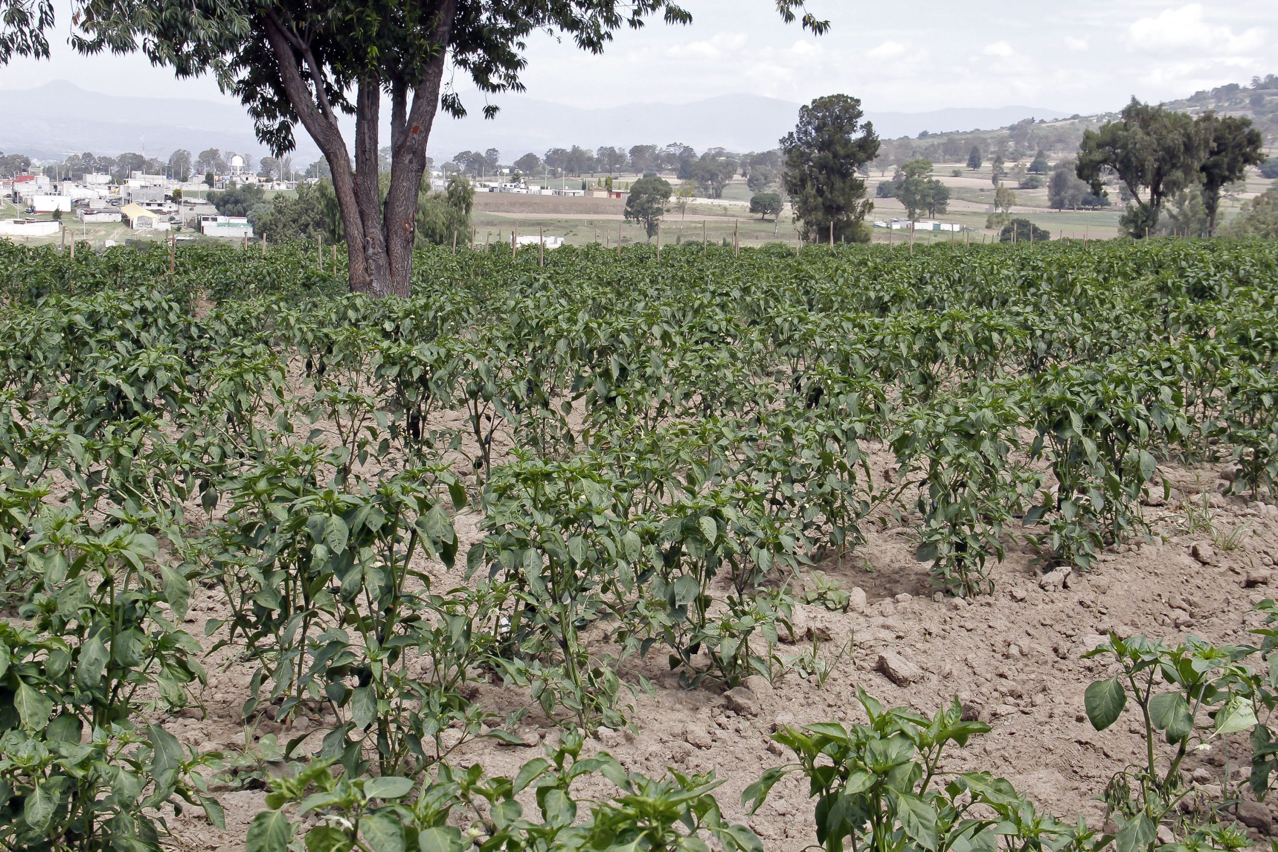Puebla recibirá 4 mil toneladas de fertilizante; ya entregaron el 30%