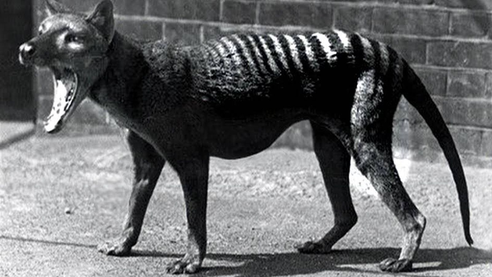 Científicos buscan resucitar al tigre de Tasmania, animal extinto desde 1936