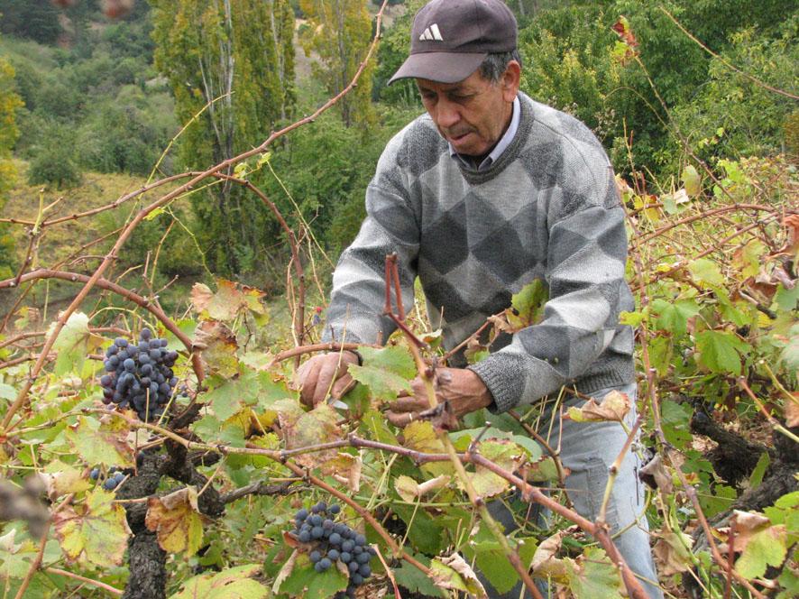 Seguro agrícola con subsidio estatal beneficiará a más de 4.500 pequeños viñateros de Ñuble y el Biobío