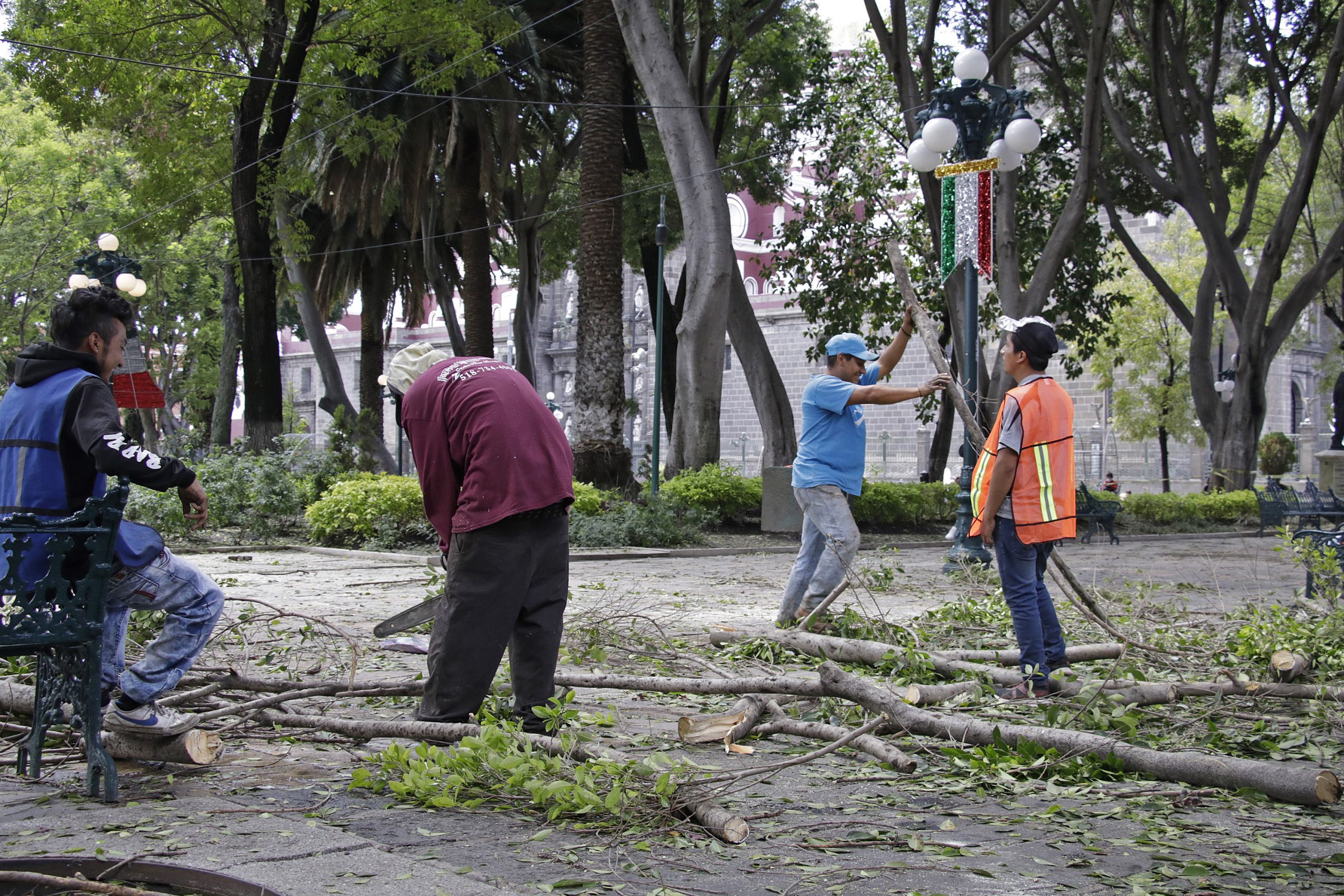 Para evitar otra tragedia, comienza tala de árboles en Zócalo
