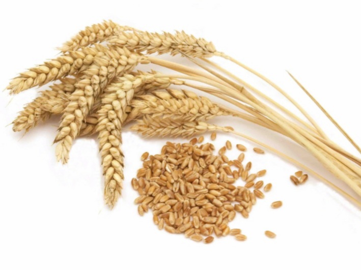 The Power of grains/ El poder de los granos
