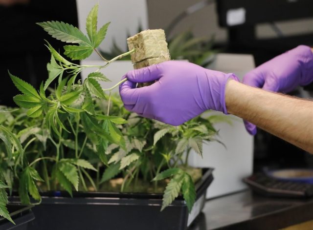 Presidente de Dispensario Nacional de cannabis cumple un mes preso por no presentar un  permiso de cultivo y plantación que no existe