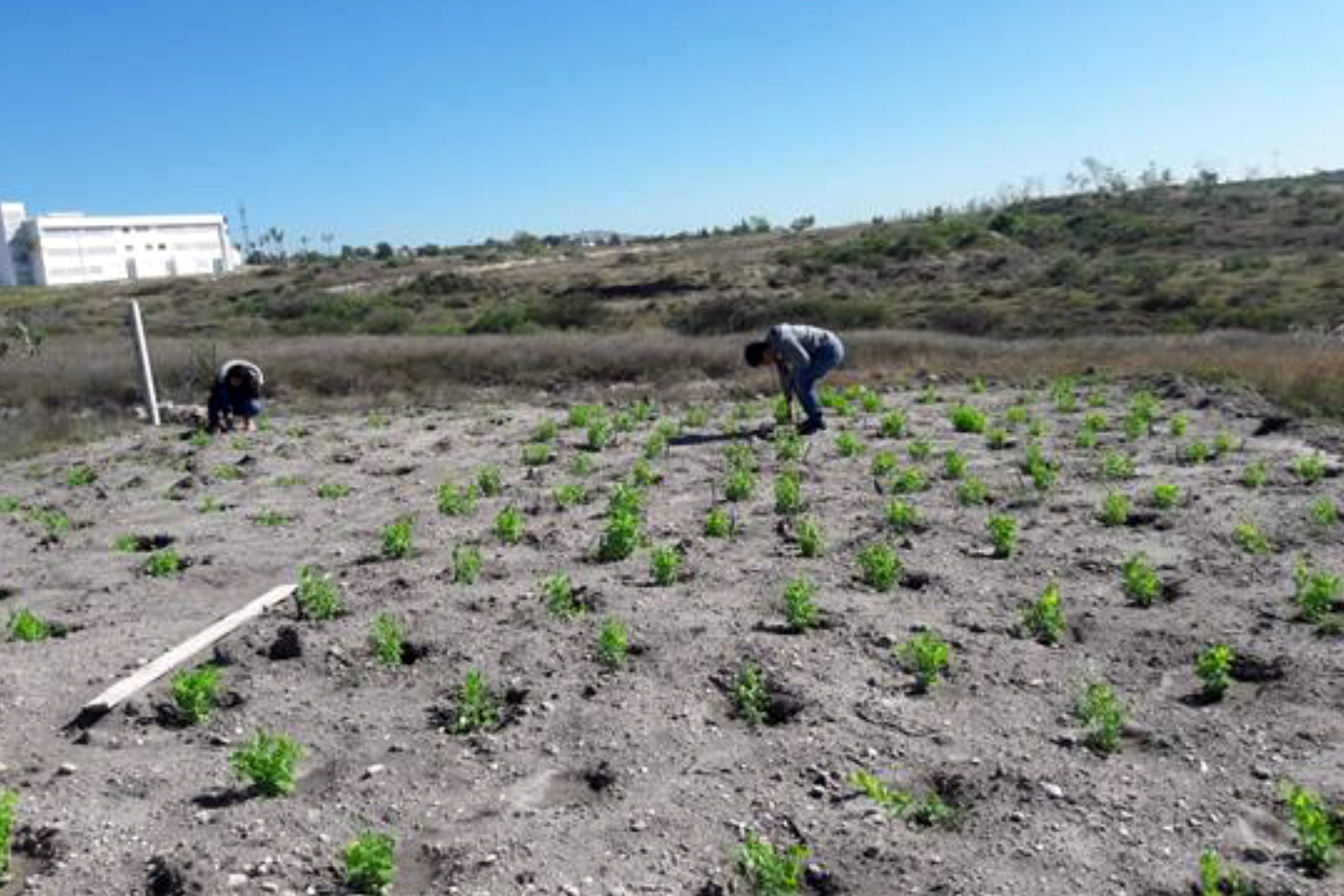 Técnica de cultivo de la BUAP mejora condiciones de suelos áridos