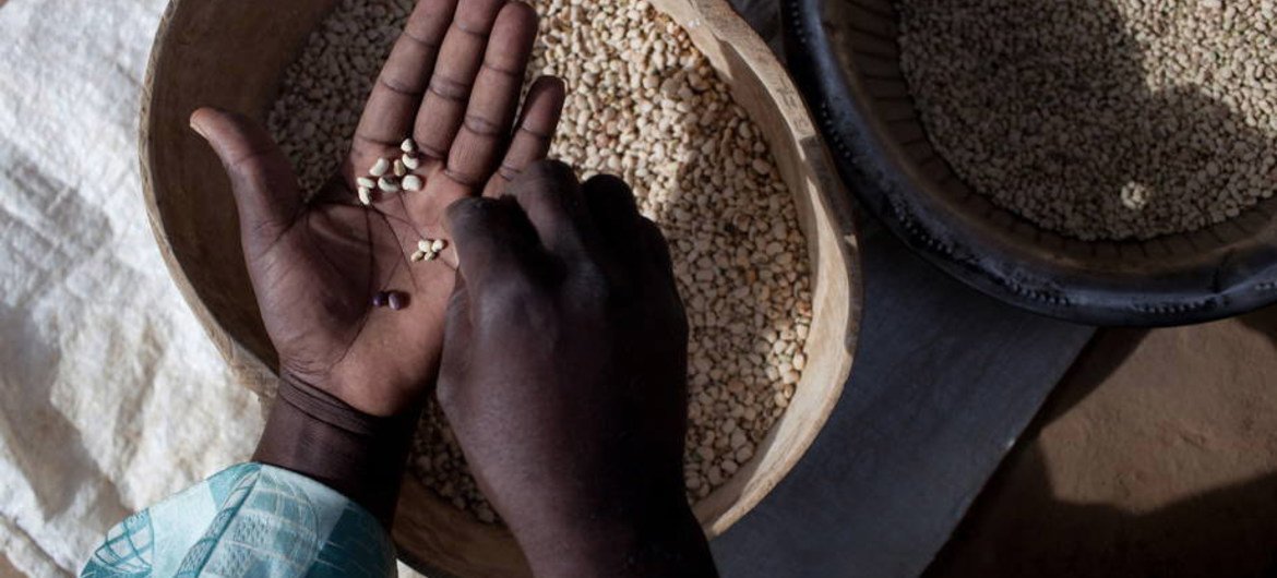 ONU advierte: el mundo podría enfrentar escasez de alimentos en 2023