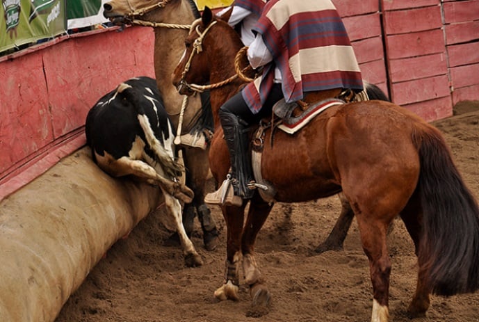 Rodeo, ni deporte ni tradición: 63% de la población lo considera maltrato animal y 75% no se siente identificada con esta práctica