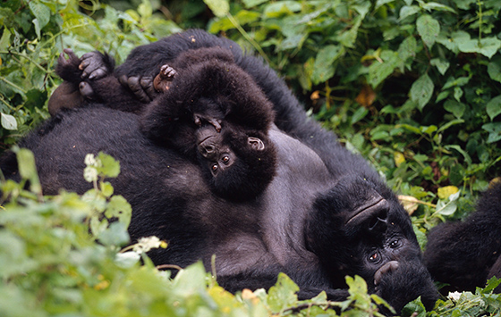 Las grandes amenazas para el gorila: La deforestación, la minería y el furtivismo